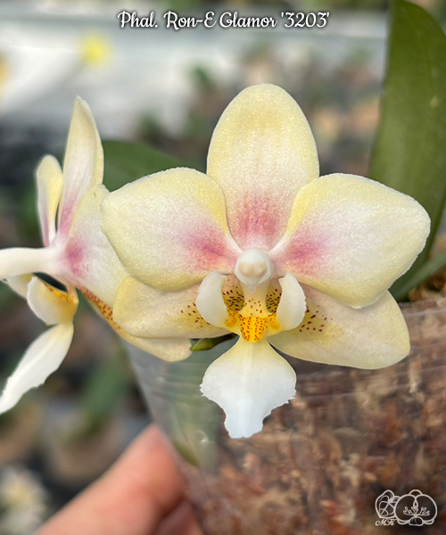 美琪園藝Miki Orchid - 品種詳細頁